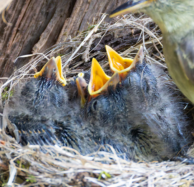 Western (Cordilleran) Flycatcher Empidonax difficilis (occidentalis) 