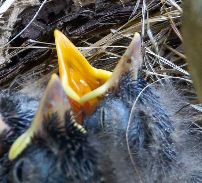 Western (Cordilleran) Flycatcher Empidonax difficilis (occidentalis) 