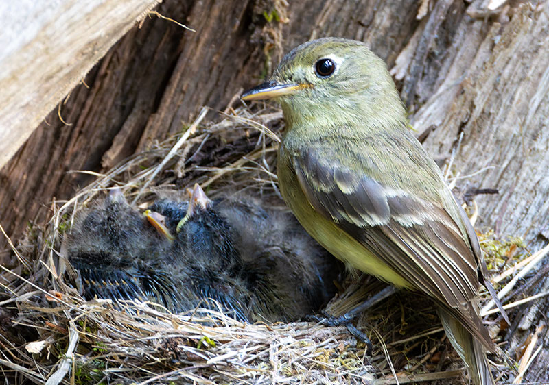 Western (Cordilleran) Flycatcher Empidonax difficilis (occidentalis) 