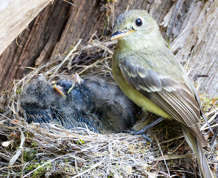 Western (Cordilleran) Flycatcher Empidonax difficilis (occidentalis) 