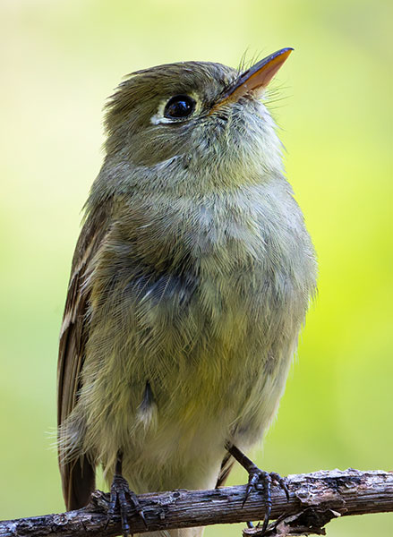 Western (Cordilleran) Flycatcher Empidonax difficilis (occidentalis) 