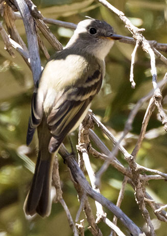 Dusky Flycatcher Empidonax oberholseri 