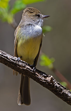 Dusky-capped Flycatcher Myiarchus tuberculifer 