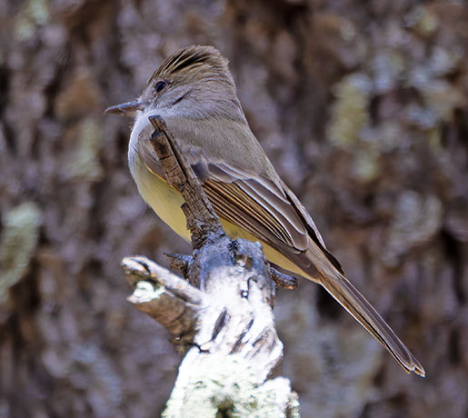Dusky-capped Flycatcher Myiarchus tuberculifer 