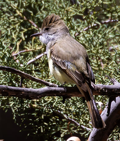 Dusky-capped Flycatcher Myiarchus tuberculifer 