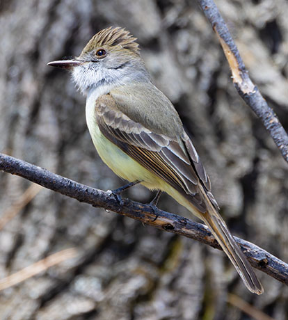 Dusky-capped Flycatcher Myiarchus tuberculifer 