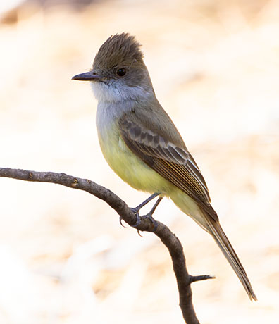 Dusky-capped Flycatcher Myiarchus tuberculifer 
