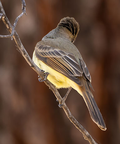 Dusky-capped Flycatcher Myiarchus tuberculifer 