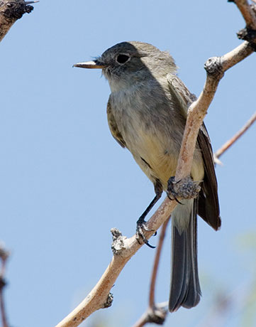 Gray Flycatcher Empidonax wrightii 