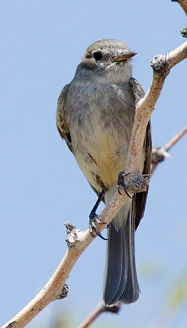Gray Flycatcher Empidonax wrightii 