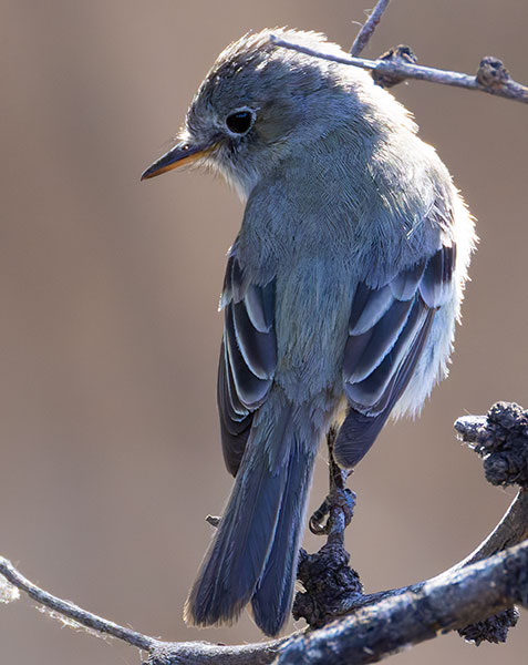 Gray Flycatcher Empidonax wrightii 