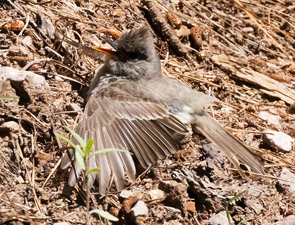 Greater Pewee Contopus pertinax 