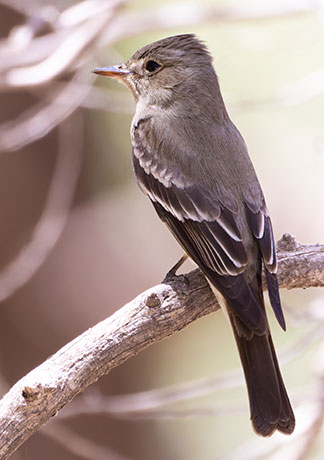 Greater Pewee Contopus pertinax