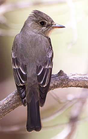 Greater Pewee Contopus pertinax