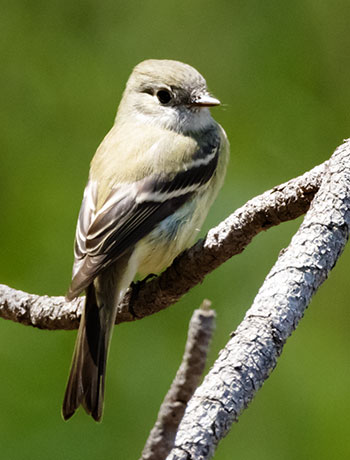 Hammond's Flycatcher Empidonax hammondii 