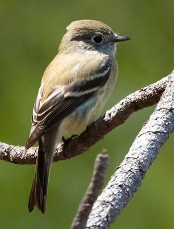 Hammond's Flycatcher Empidonax hammondii 