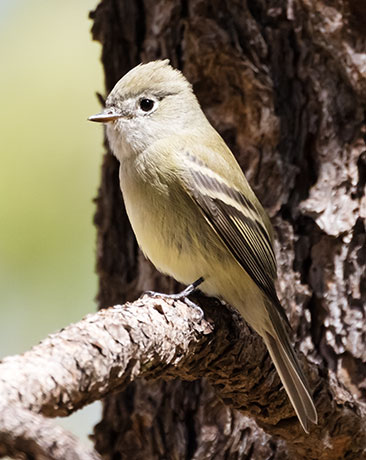 Hammond's Flycatcher Empidonax hammondii 