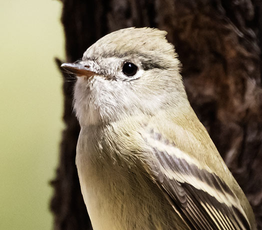Hammond's Flycatcher Empidonax hammondii 