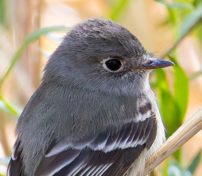 Hammond's Flycatcher Empidonax hammondii 