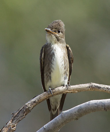 Olive-sided Flycatcher Contopus cooperi 