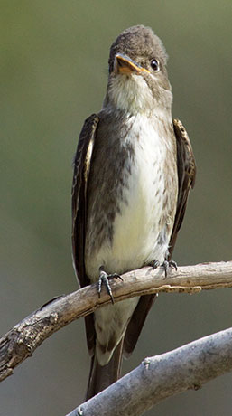Olive-sided Flycatcher Contopus cooperi 