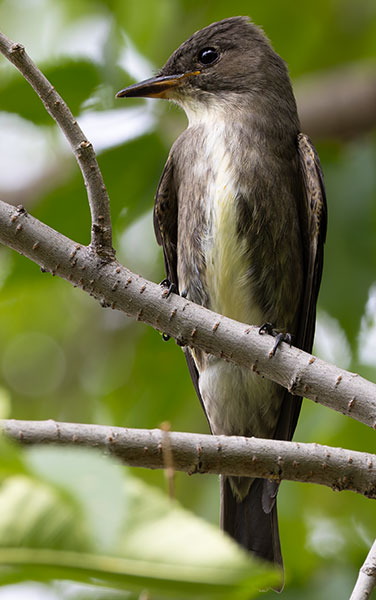 Olive-sided Flycatcher Contopus cooperi 