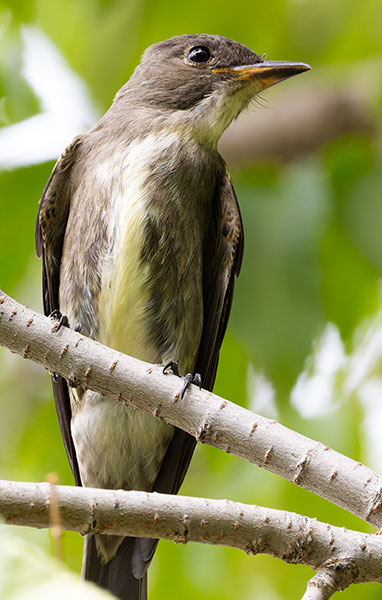 Olive-sided Flycatcher Contopus cooperi 