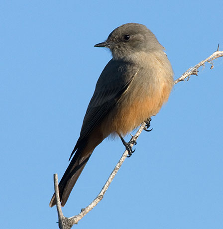 Say's Phoebe Sayornis saya 