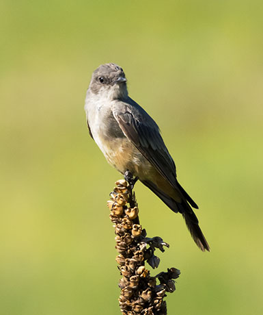 Say's Phoebe Sayornis saya 