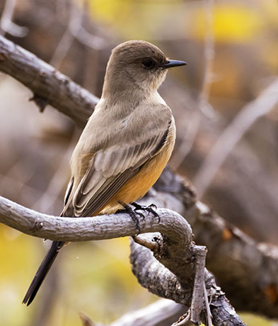 Say's Phoebe Sayornis saya 