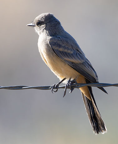 Say's Phoebe Sayornis saya 