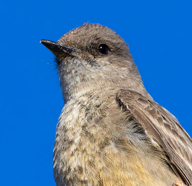 Say's Phoebe Sayornis saya 