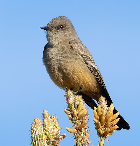 Say's Phoebe Sayornis saya 