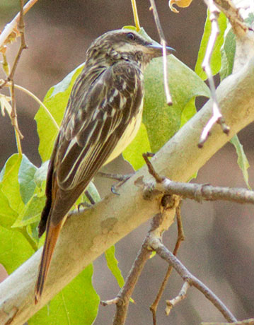 Sulphur-bellied Flycatcher Myiodynastes luteiventris 