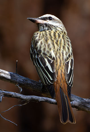 Sulphur-bellied Flycatcher Myiodynastes luteiventris 
