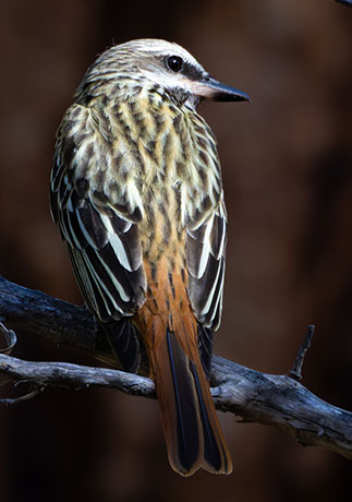 Sulphur-bellied Flycatcher Myiodynastes luteiventris 
