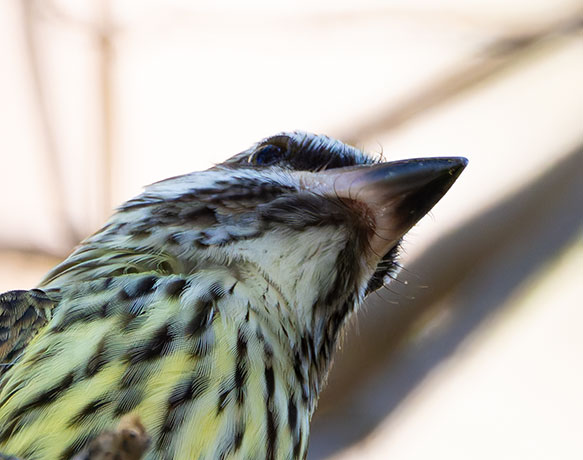 Sulphur-bellied Flycatcher Myiodynastes luteiventris 