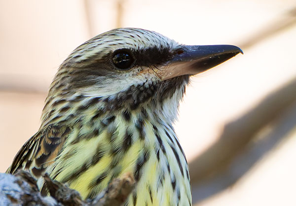 Sulphur-bellied Flycatcher Myiodynastes luteiventris 