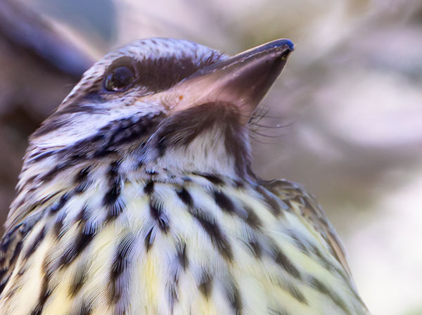 Sulphur-bellied Flycatcher Myiodynastes luteiventris 