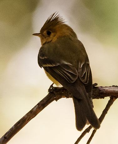 Tufted Flycatcher Mitrephanes phaeocercus 