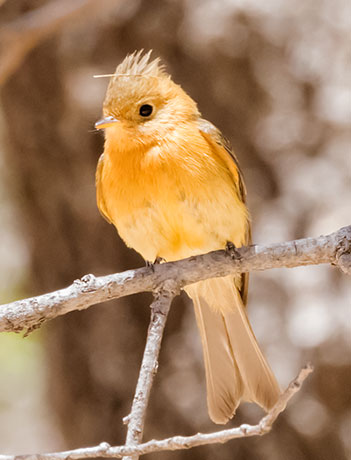 Tufted Flycatcher Mitrephanes phaeocercus 