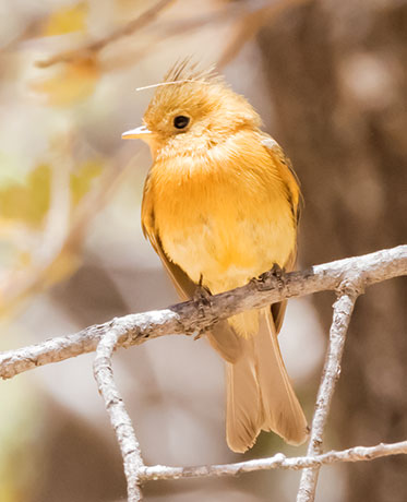 Tufted Flycatcher Mitrephanes phaeocercus 