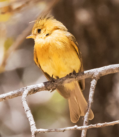 Tufted Flycatcher Mitrephanes phaeocercus 