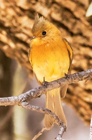 Tufted Flycatcher Mitrephanes phaeocercus 