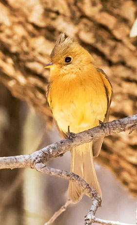 Tufted Flycatcher Mitrephanes phaeocercus 