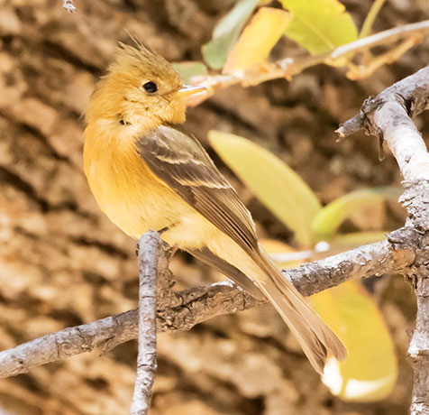 Tufted Flycatcher Mitrephanes phaeocercus 
