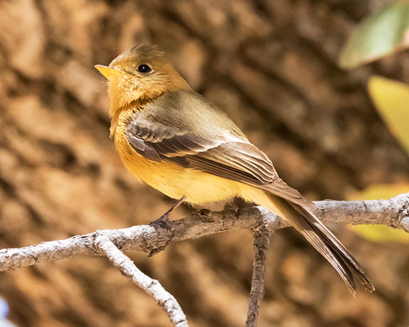 Tufted Flycatcher Mitrephanes phaeocercus 