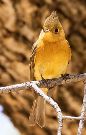 Tufted Flycatcher Mitrephanes phaeocercus 