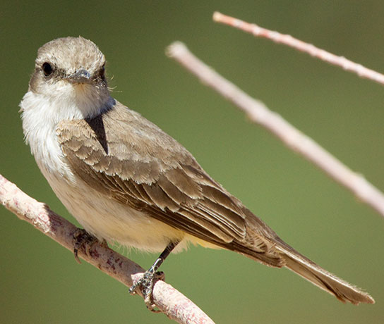 Vermilion Flycatcher Pyrocephalus rubinus 