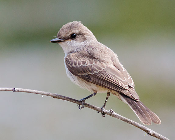 Vermilion Flycatcher Pyrocephalus rubinus 